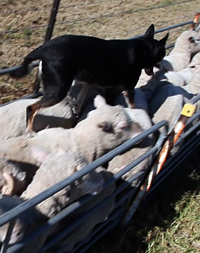 kelpie backing sheep