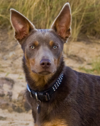 Gus