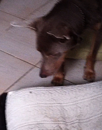kelpie dog herds a fly