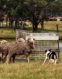 sheep dog trial kelpie, border collie