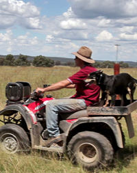 Australian working kelpies ride bike