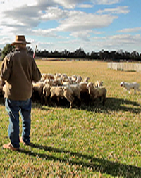 sheep